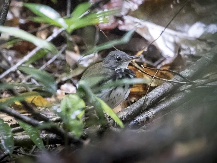 Ringed Antpipit