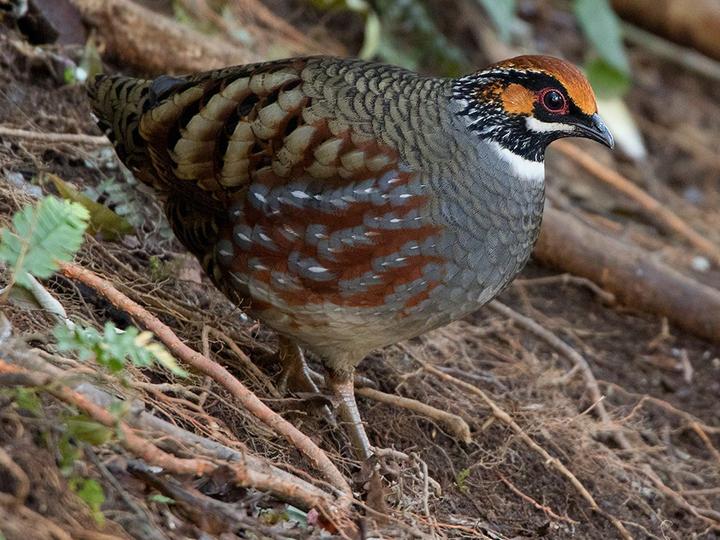 Hill Partridge