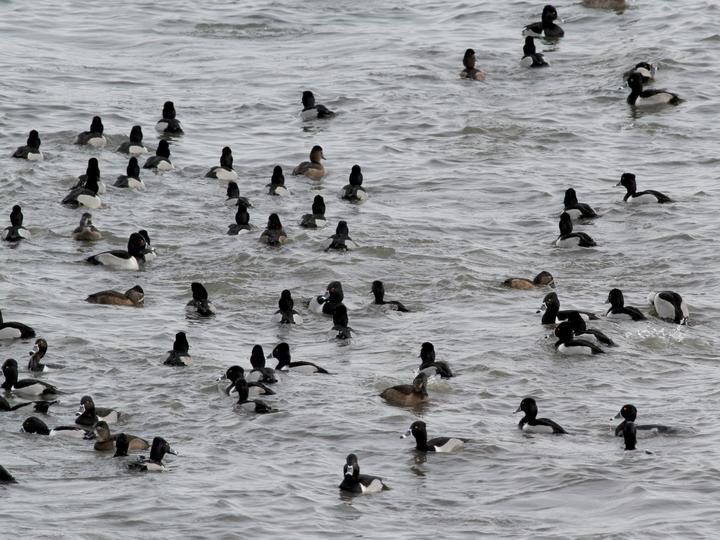 Ring-necked Duck