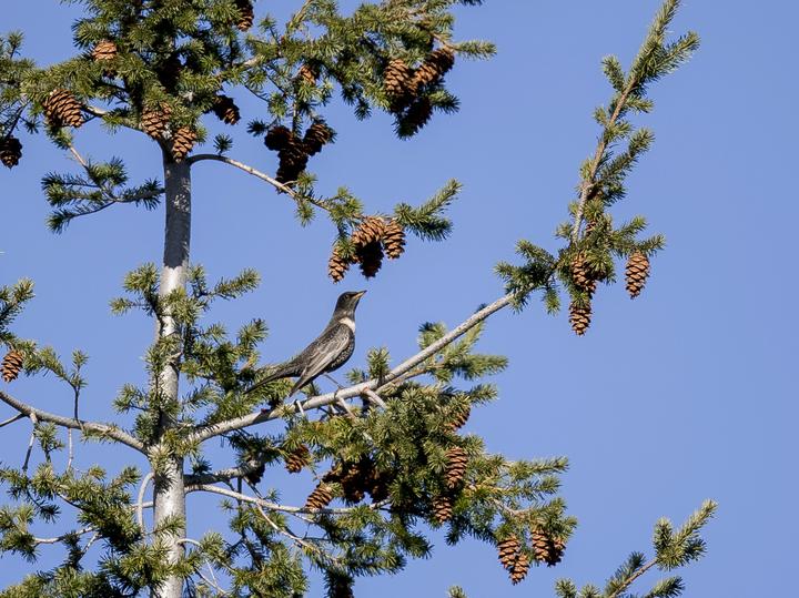 Ring Ouzel