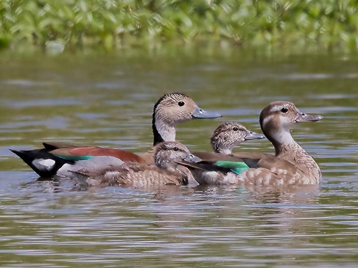 Ringed Teal