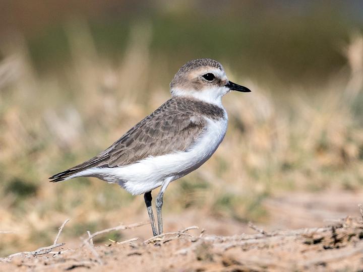 Kentish Plover