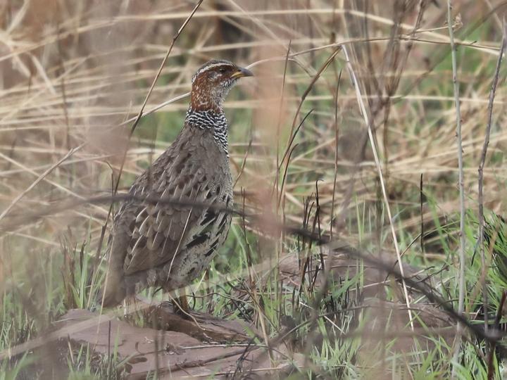 Ring-necked Francolin
