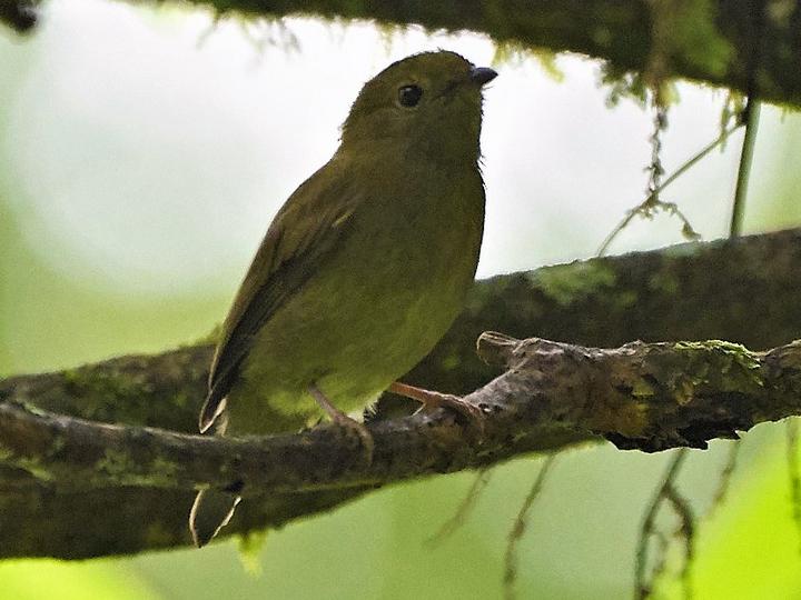 Yungas Manakin