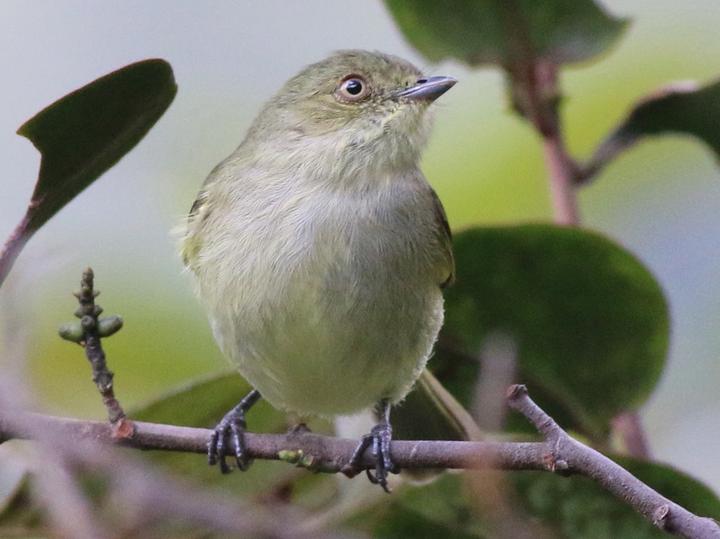 Bolivian Tyrannulet