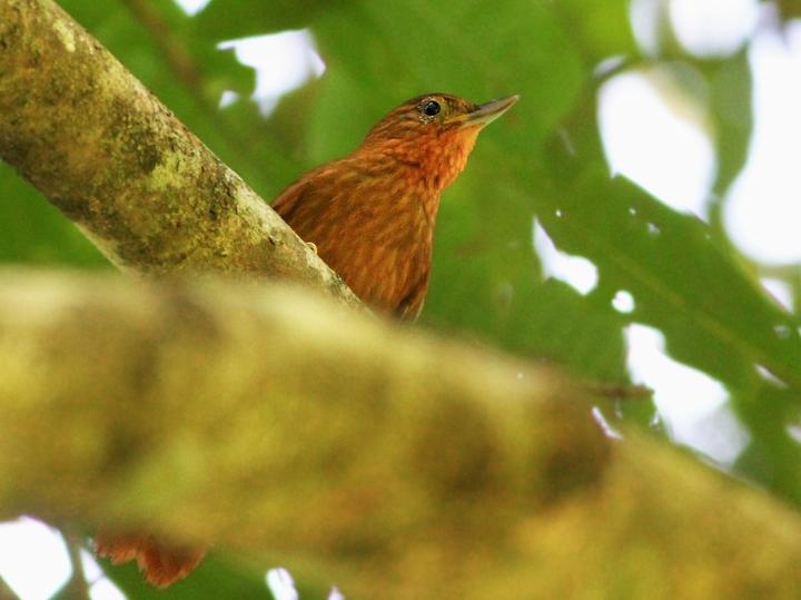 Bolivian Recurvebill