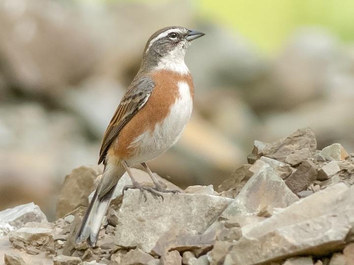 Bolivian Warbling Finch