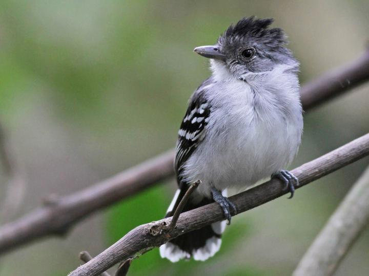 Bolivian Slaty Antshrike