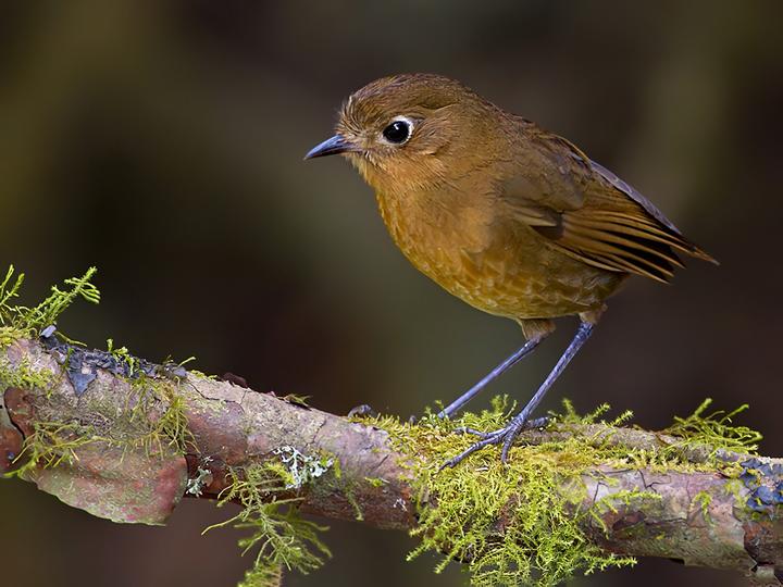 Bolivian Antpitta