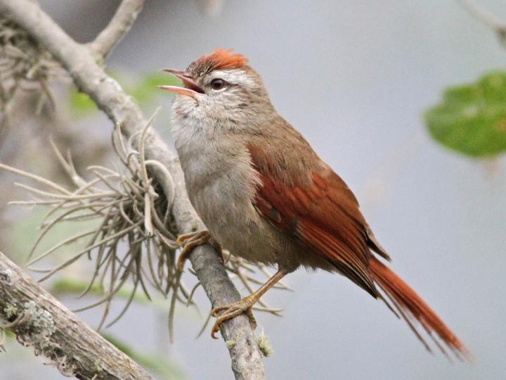 Bolivian Spinetail