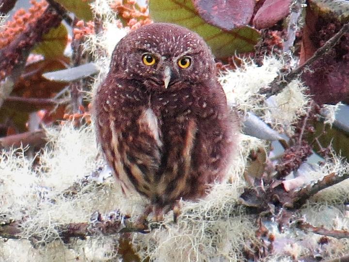 Yungas Pygmy Owl