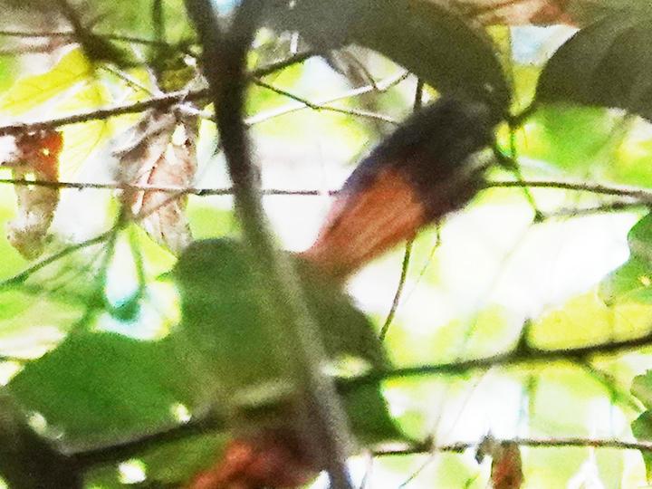Peleng Fantail