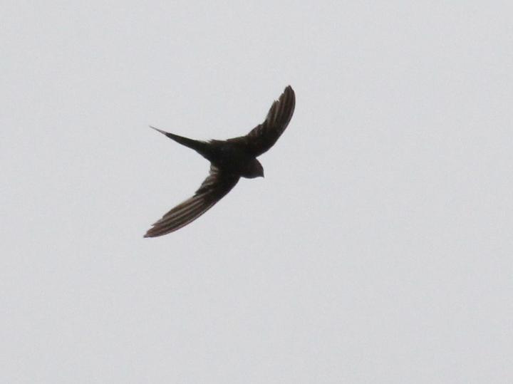 Scarce Swift