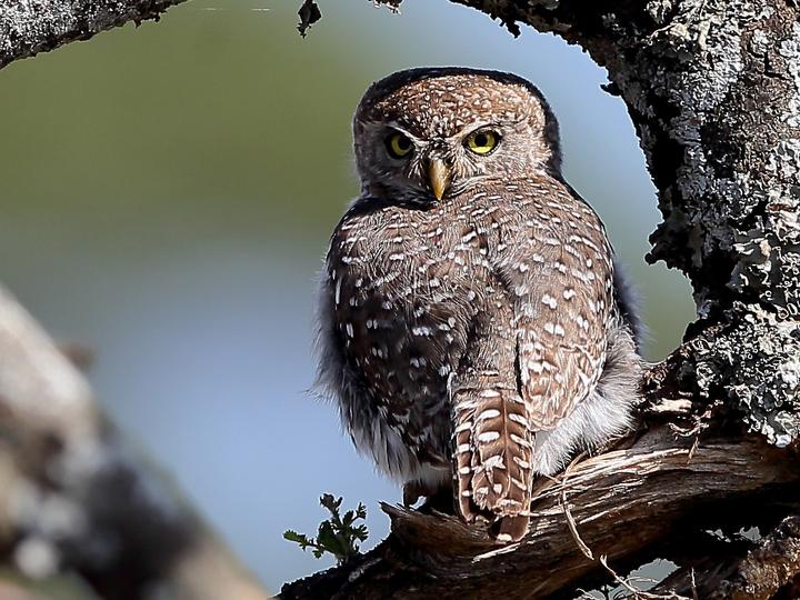 Pearl-spotted Owlet