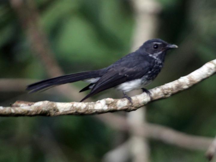 Spotted Fantail