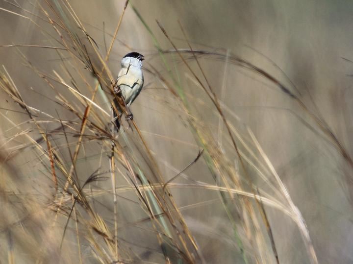 Pearly-bellied Seedeater