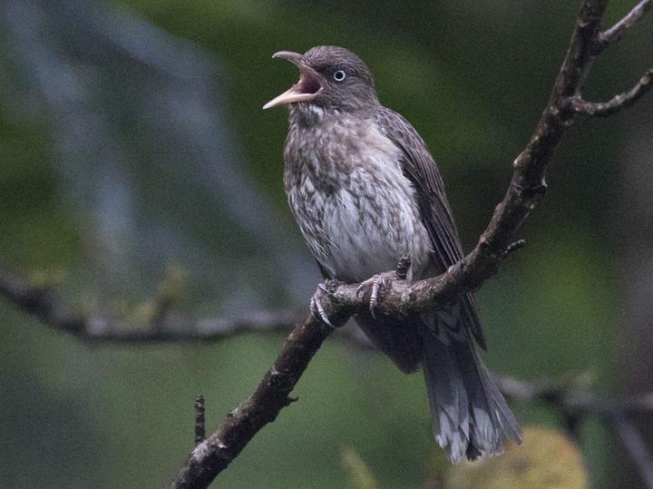 Pearly-eyed Thrasher