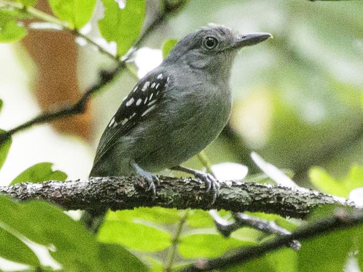 Pearly Antshrike