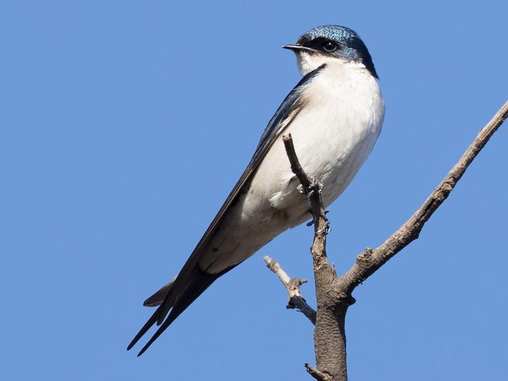 Pearl-breasted Swallow