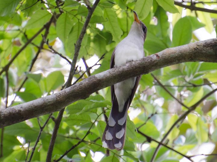 Pearly-breasted Cuckoo