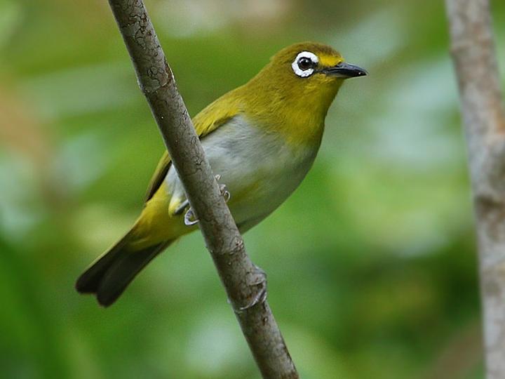 Kai Besar White-eye