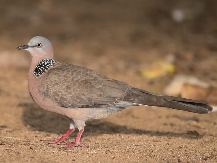Spotted Dove