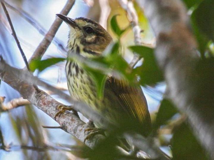 Panay Striped Babbler