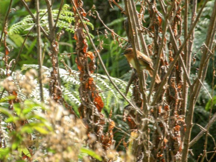 Bangwa Forest Warbler