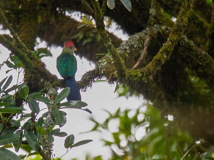 Bannerman's Turaco