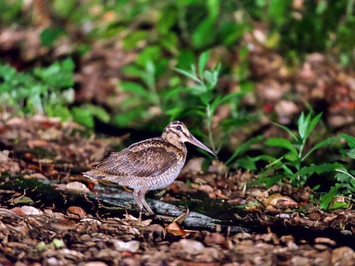 Amami Woodcock