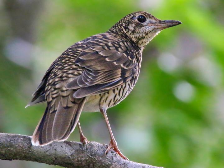 Amami Thrush