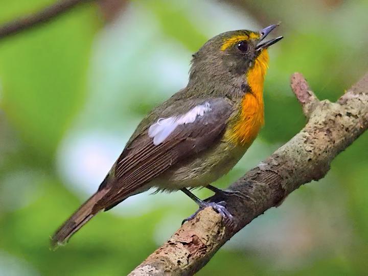 Ryukyu Flycatcher