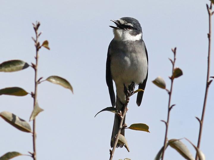 Ryukyu Minivet