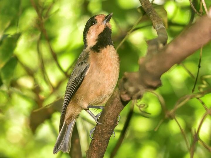 Iriomote Tit