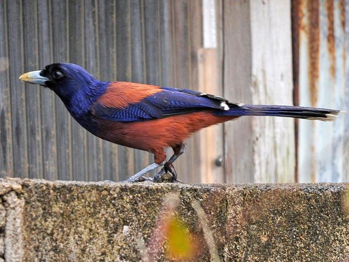 Lidth's Jay