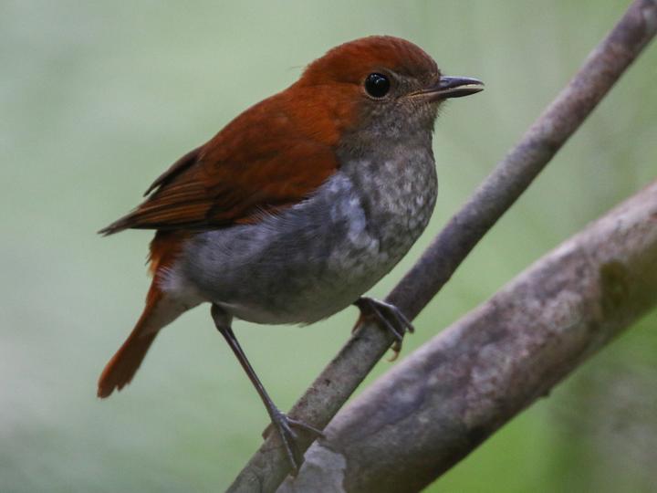 Ryukyu Robin