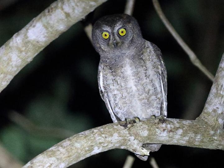 Ryukyu Scops Owl