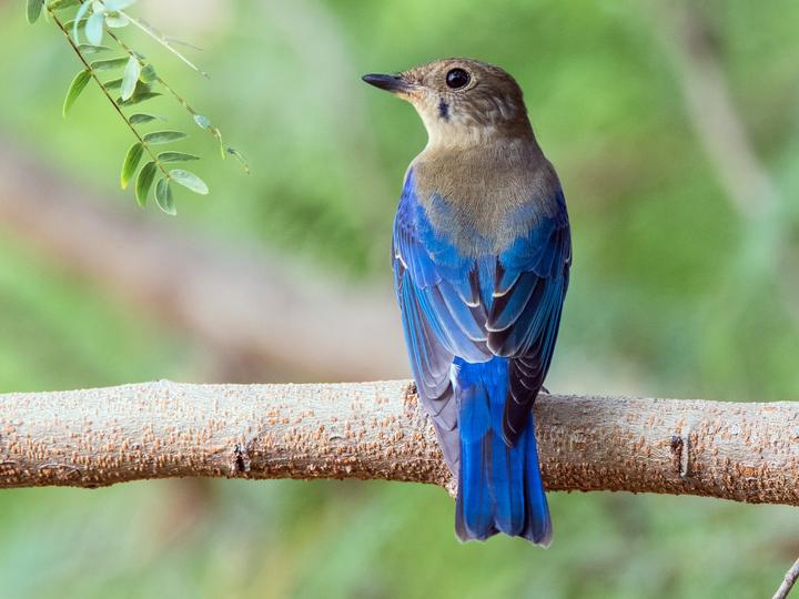 Zappey's Flycatcher