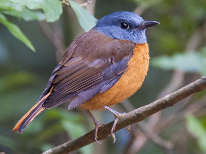 Amber Mountain Rock Thrush