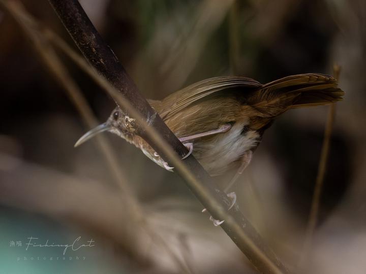 Naung Mung Scimitar Babbler