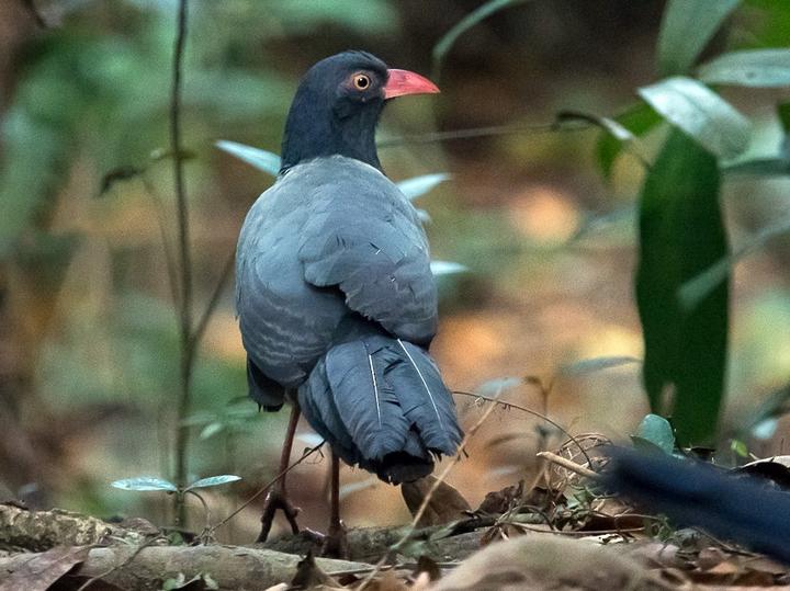Coral-billed Ground Cuckoo