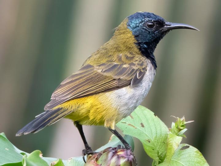 Reichenbach's Sunbird