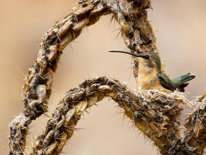 Lucifer Sheartail