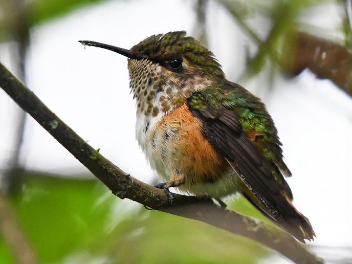 Wine-throated Hummingbird