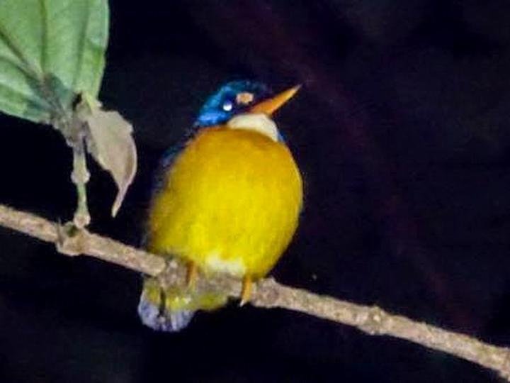 Guadalcanal Dwarf Kingfisher