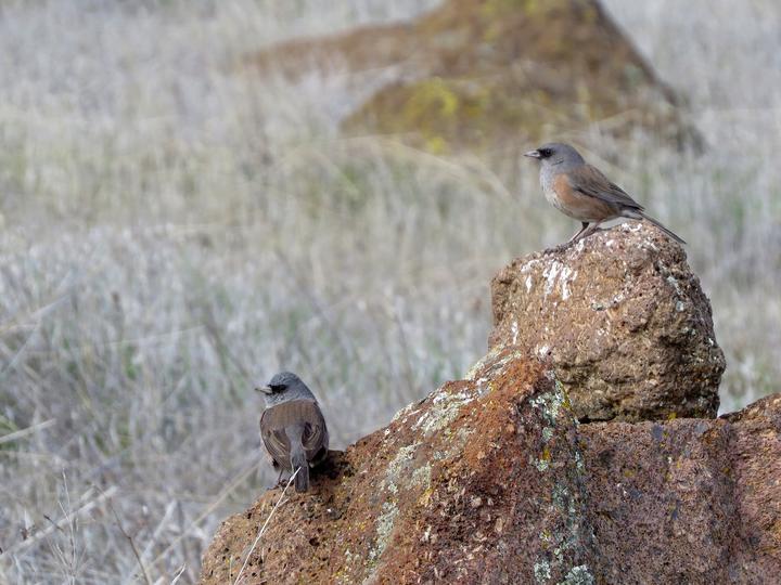 Guadalupe Junco