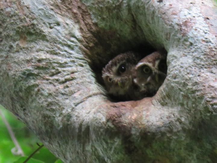 Guadalcanal Owl