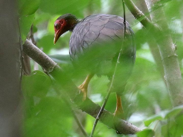 Vanuatu Megapode