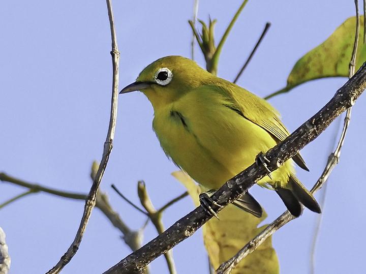 Wakatobi White-eye