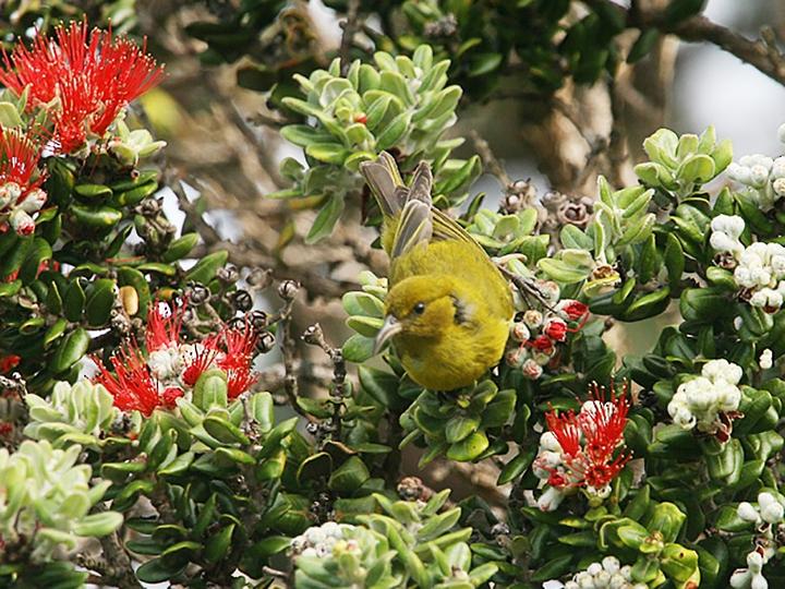 Oahu Amakihi